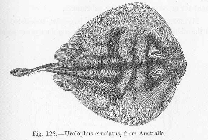 (Urolophus cruciatus)