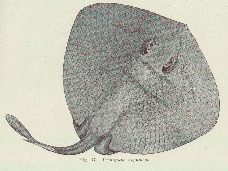(Urolophus expansus)
