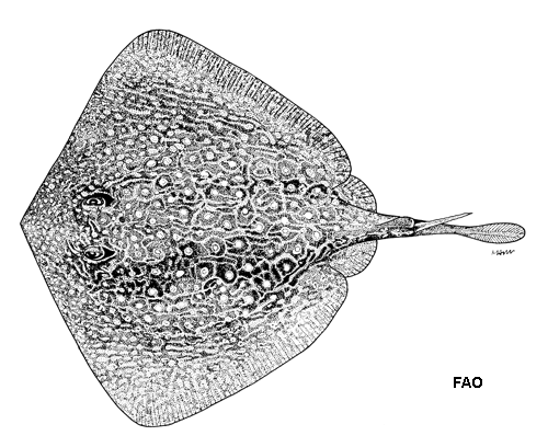 (Urolophus flavomosaicus)