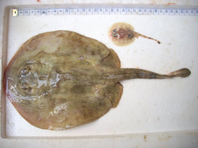(Urobatis jamaicensis)
