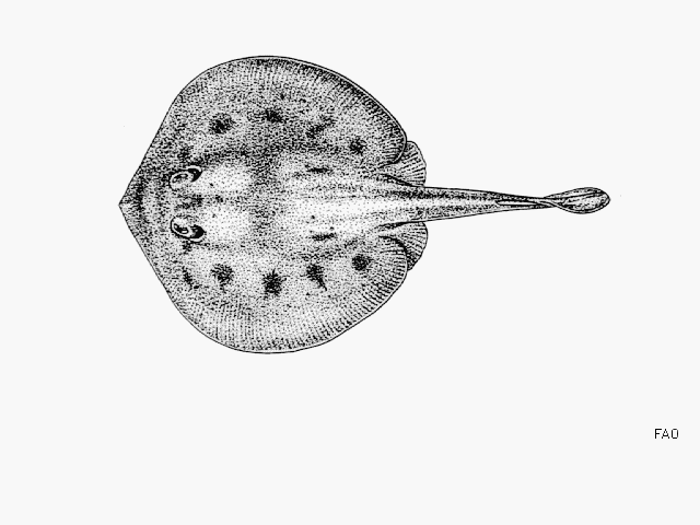 (Urobatis maculatus)