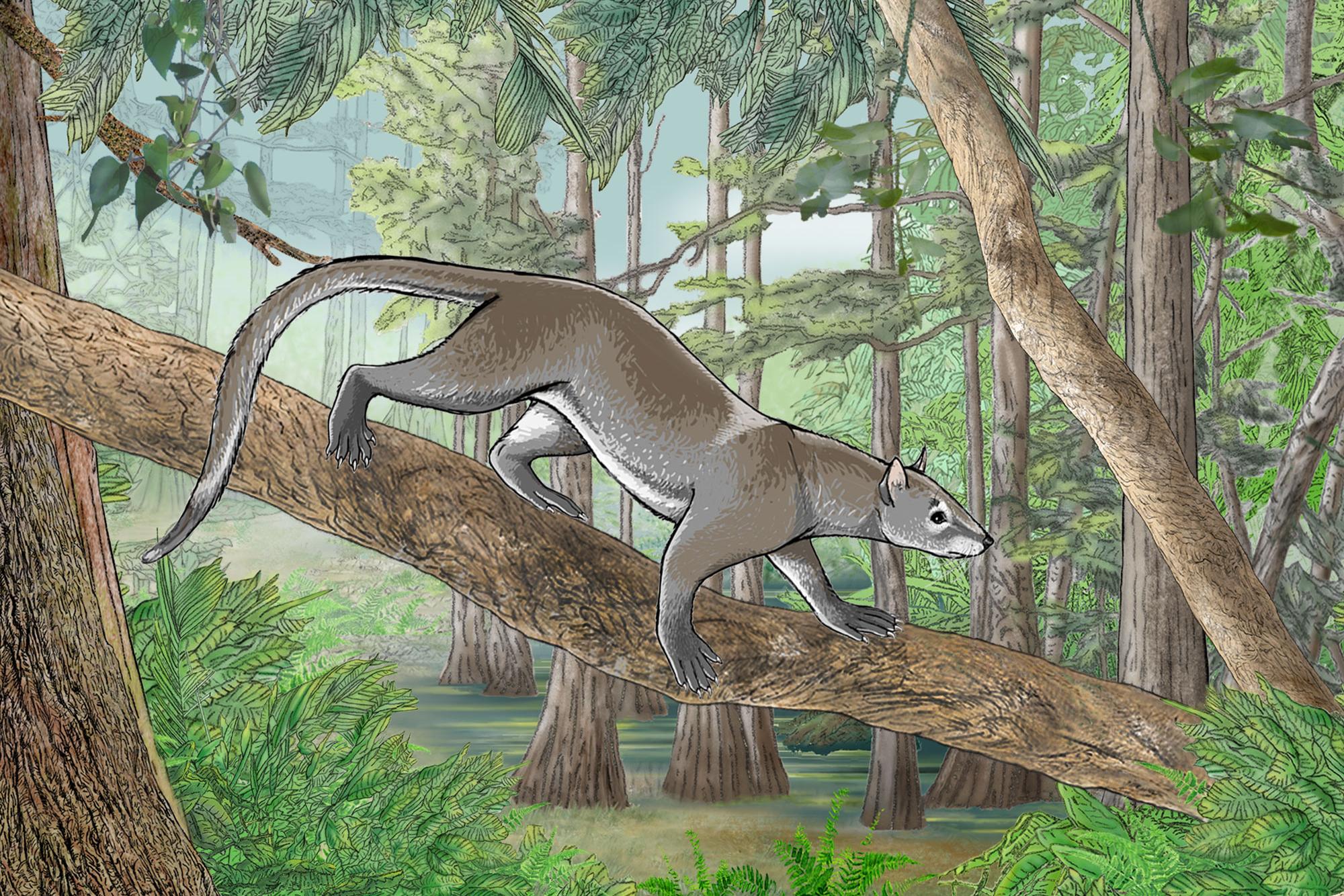 eocen Хищное млекопитающее